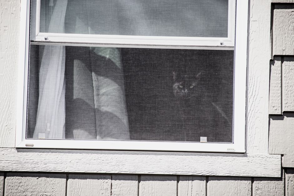 house window screen replacement